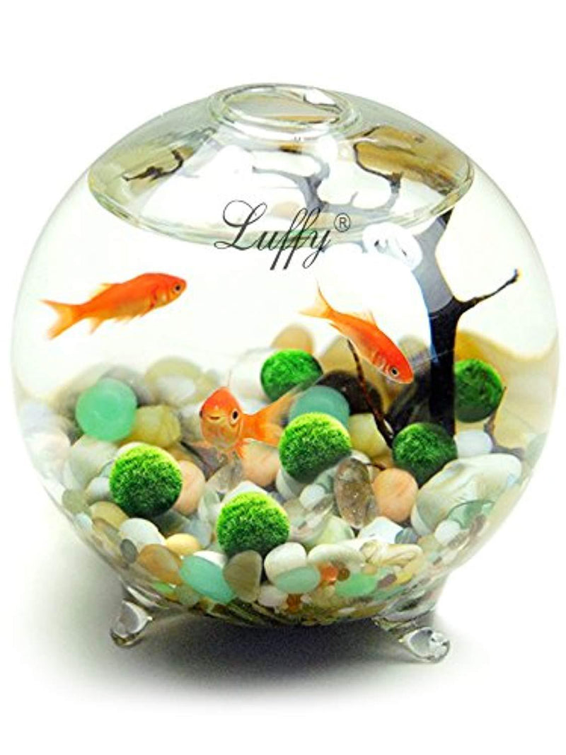 6 Nano Goldfish Moss Balls - 0.6” Marimos for Community Fish Tanks - Live Plant That Needs Minimal Care - Perfect for Neon, Tetra, Guppies, Playts & Molly by Luffy