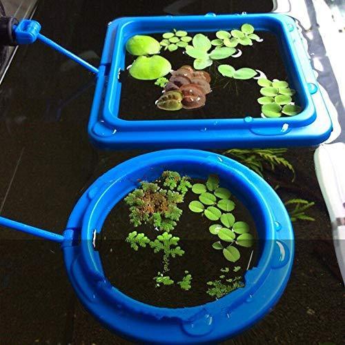 FLOURITHING 2 Pcs Fish Feeding Ring, Fish Safe Floating Food Feeder Circle Blue, with Suction Cup Easy to Install Aquarium, Square and Round Shape, for Guppy, Betta, Goldfish, Etc.