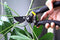 GoSupple Bypass Hand Pruners - Pruning Shears Garden Scissors, SK-5 Carbon Steel, Safety Lock with Ergonomic Grip