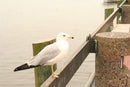 White Seagull Portrait